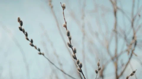 Willow branches move beautifully in the wind. They are budding. Blue sky in the Stock Footage 128240838