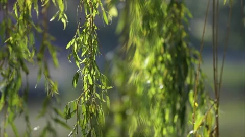 Willow branches on the nature Video stock 65542729
