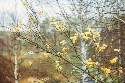 Willow branches on the nature Stock Photos