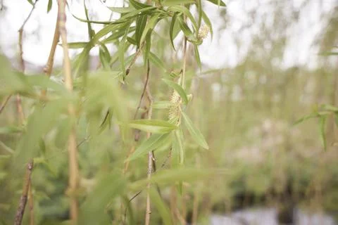 Willow branches on the nature. Stock Photos