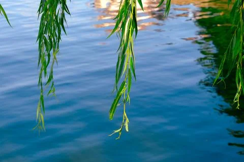Willow branches over calm blue water Stock Photos