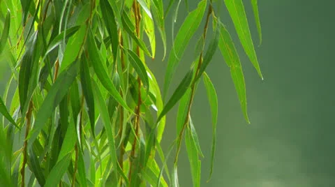 Willow branches over the water, close up. Stock Footage 27130098