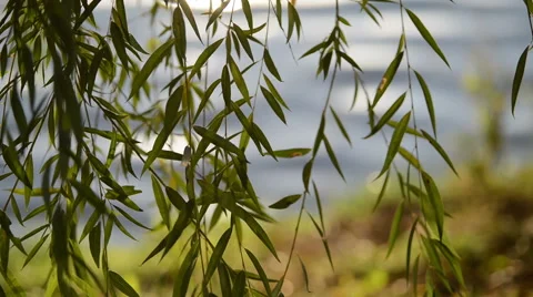 Willow branches over the water. Closeup stable shot Stock Footage 62823042