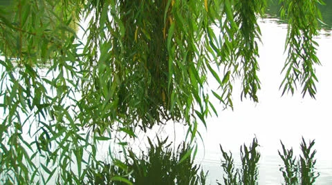 Willow branches over the water. Stock Footage 27130470