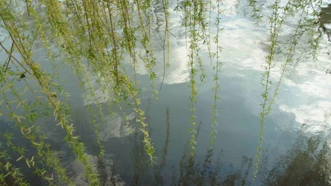 Willow branches over the water Stock-Footage 105678016