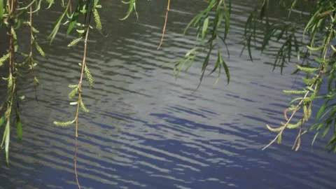 Willow branches over the water 스톡 동영상 131144741