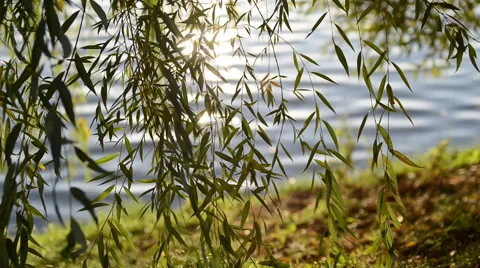 Willow branches over the water. Medium wide stable shot Vidéo 62823053