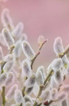 Willow branches on a pastel spring background 스톡 사진