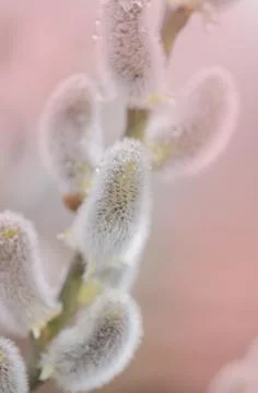 Willow branches on a pastel spring background Foto stock