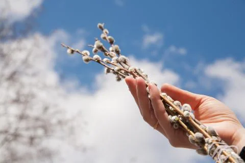 Willow branches Stock Photos