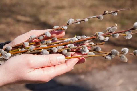 Willow branches Stock Photos