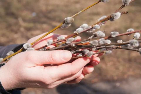 Willow branches Stock Photos
