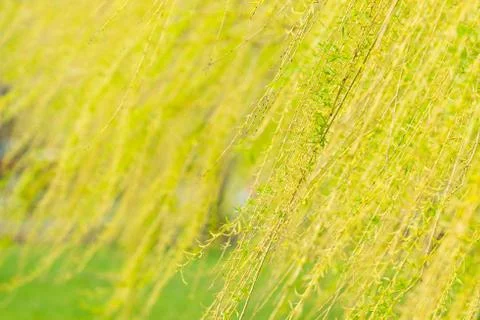 Willow Branches Stock Photos