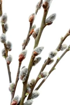 Willow branches Stock Photos