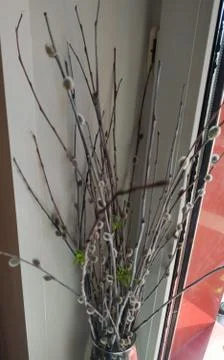 Willow branches Foto stock