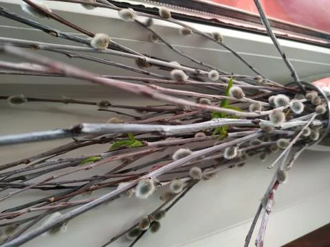 Willow branches Foto stock