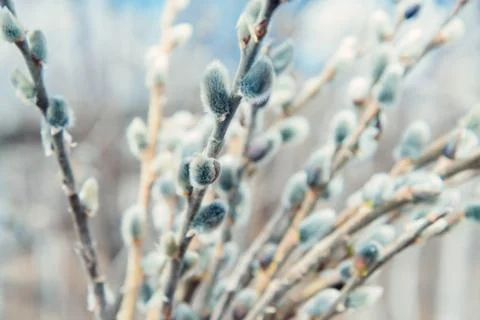 Willow branches Stock Photos