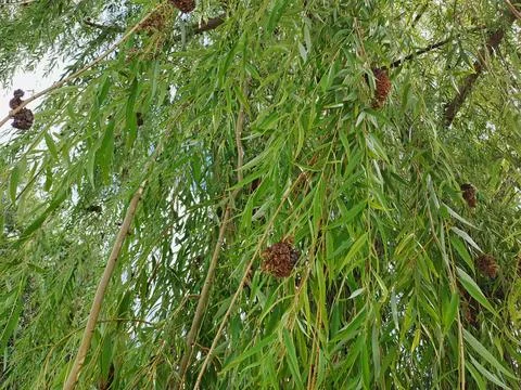 Willow branches Stock Photos