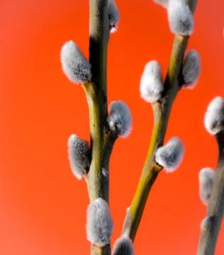 Willow branches on a red background Stock Photos