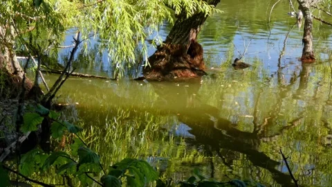 Willow branches reflection on calm wild lake surface Stock Footage 328414425