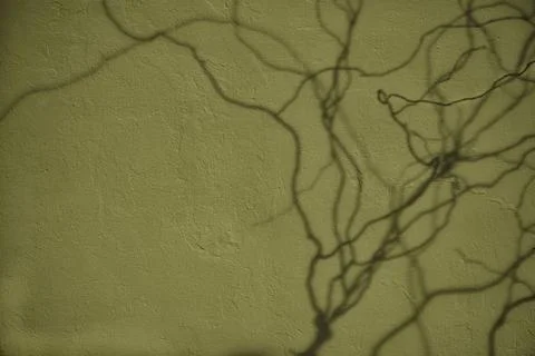 Willow branches shadow on olive green concrete wall texture background Stock Photos