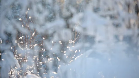 Willow branches shot through defocused snowy tree branches in the foreground Stock Footage 148509244