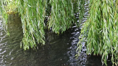 Willow Branches With Slender Green Leaves Hang Over Rippling Water Video stock 316984416