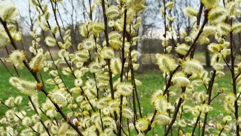 Willow branches with spring blossoms in nature. Stock Footage 333395190