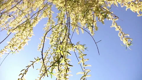 Willow branches springtime 動画素材 106465191