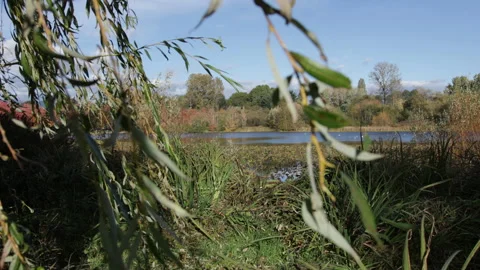 WIllow branches sway in foreground of pond in autumn, birds in background. Stock Footage 146669903