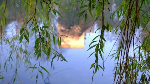Willow branches sway slightly above water. Stock Footage 321970300