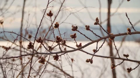 Willow branches sway in the wind. Close-up. Stock Footage 236557617