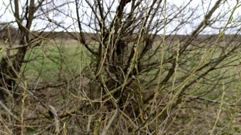 The willow branches sway in the wind. Fresh foliage in the spring. Stock Footage 153116648
