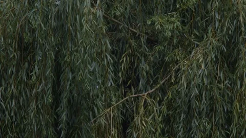 Willow branches sway in the wind. Long willow branches hang down and sway in the Stock Footage 247128945