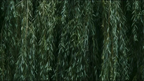 Willow branches sway in the wind. Long willow branches hang down and sway in the Stock Footage 247129362