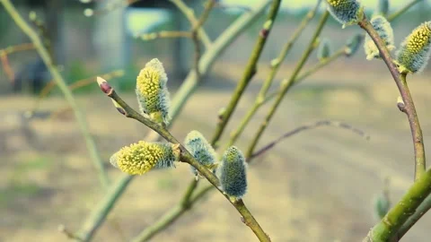 Willow branches sway in the wind in the spring forest Stock Footage 183505700