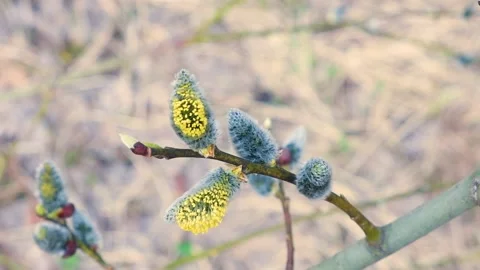 Willow branches sway in the wind in the spring forest. Stock Footage 183505712