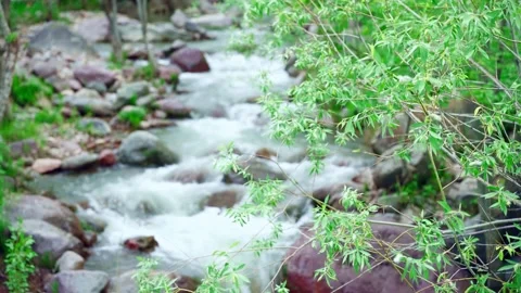 Willow Branches Swaying Above Mountain River Stock Footage 346197285