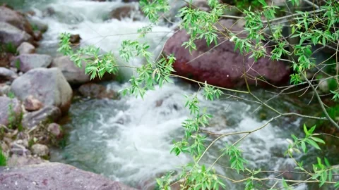 Willow Branches Swaying Above Mountain River Stock Footage 346197570