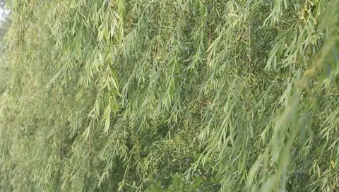Willow branches swaying in the breeze, in summer Stock Footage