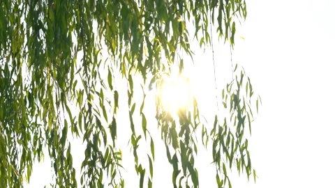 Willow branches swaying gently in the wind with bright sun flare background Stock Footage 347057534