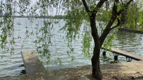 Willow branches swaying in a light breeze bent over  the lake. Stock-Footage 239017692