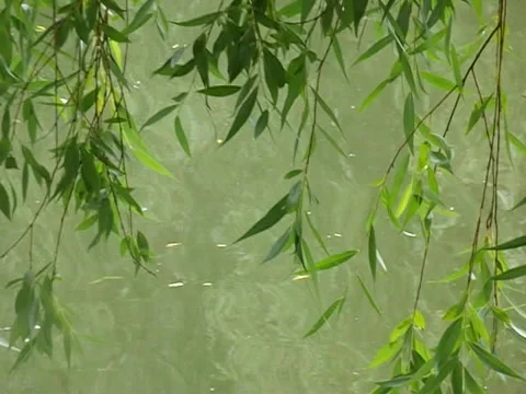 Willow Branches Swaying Over Calm Green Water Video stock 309363451