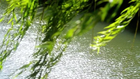 Willow branches swaying over a sunlit creek with soft water ripples Video stock 342244179