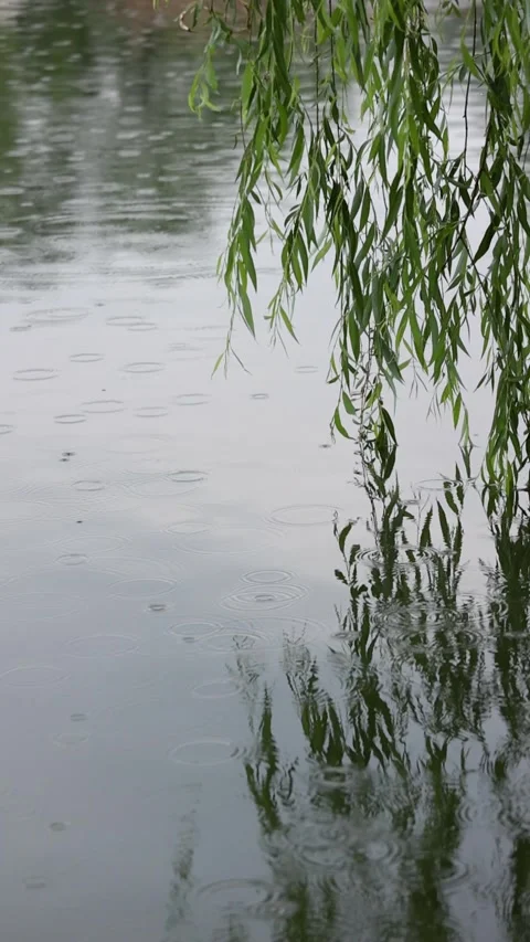 Willow branches swaying in the rain 库存影片 344616329