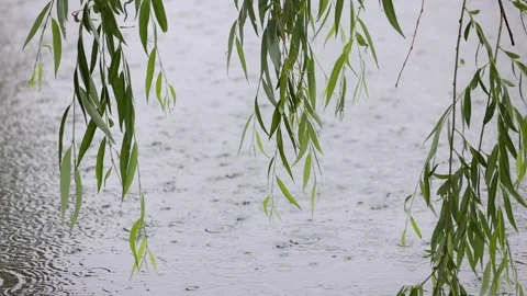 Willow branches swaying in the rain 库存影片 344616334