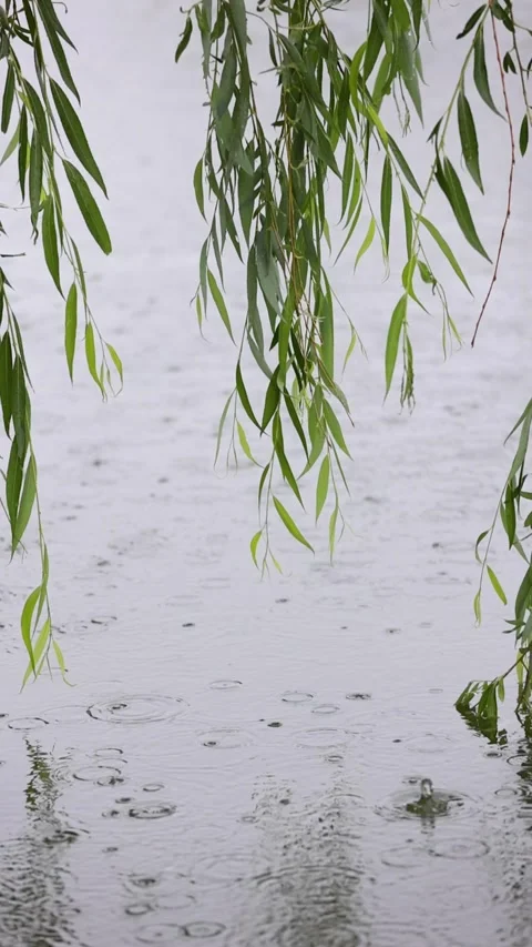 Willow branches swaying in the rain 库存影片 344616351