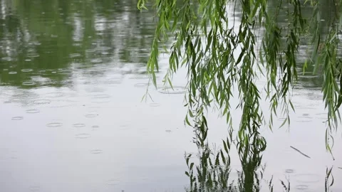 Willow branches swaying in the rain 库存影片 344616352