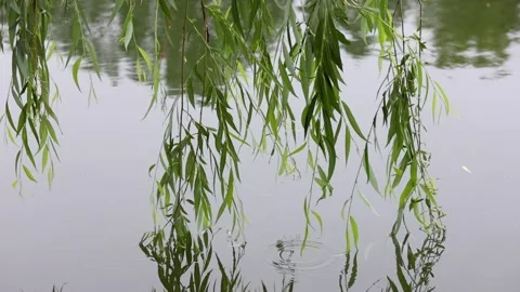 Willow branches swaying in the rain 库存影片 344616354