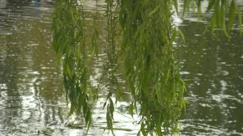 Willow branches swaying - water in the background Video stock 559717